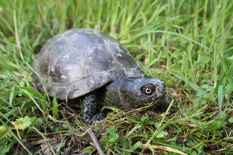 Galápago europeo adulto perteneciente al stock reproductor que vive en las instalaciones del centro de fauna de GREFA.